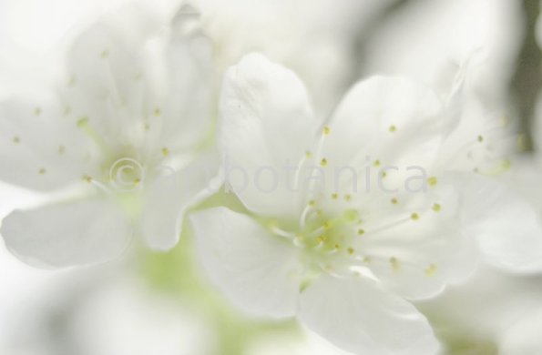 Kirsche-Prunus-avium-16