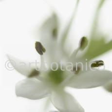 Knoblauch-Allium-sativum-19