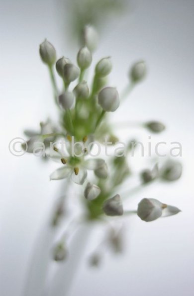 Knoblauch-Allium-sativum-9