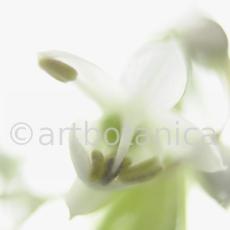 Knoblauch-Allium-sativum-4