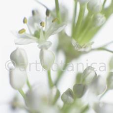 Knoblauch-Allium-sativum-16