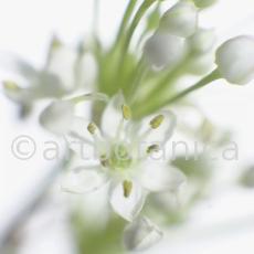 Knoblauch-Allium-sativum-15