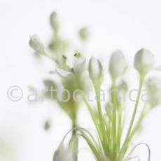 Knoblauch-Allium-sativum-12