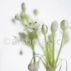 Knoblauch-Allium-sativum-11