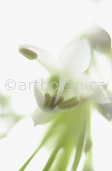 Knoblauch-Allium-sativum-4