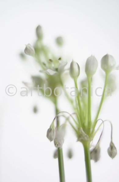 Knoblauch-Allium-sativum-11