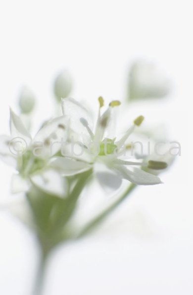 Knoblauch-Allium-sativum-7
