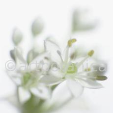 Knoblauch-Allium-sativum-13