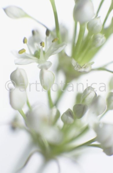 Knoblauch-Allium-sativum-16