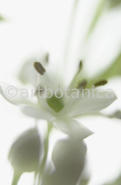 Knoblauch-Allium-sativum-18