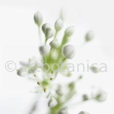 Knoblauch-Allium-sativum-6