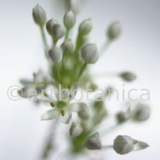 Knoblauch-Allium-sativum-9