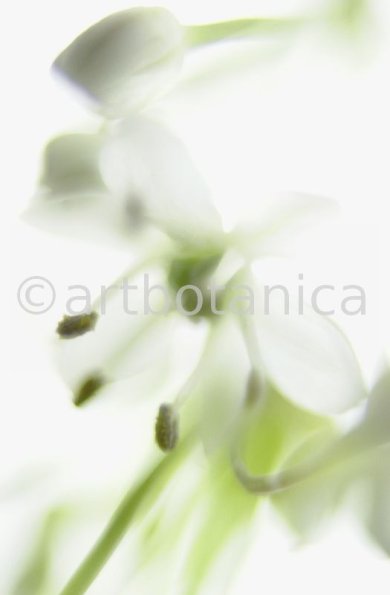 Knoblauch-Allium-sativum-5