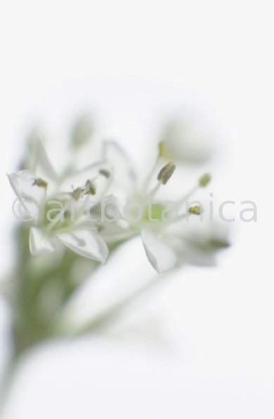 Knoblauch-Allium-sativum-14
