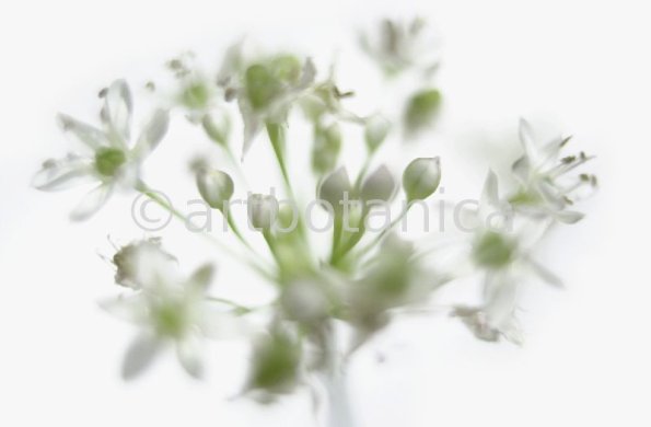 Knoblauch-Allium-sativum-8