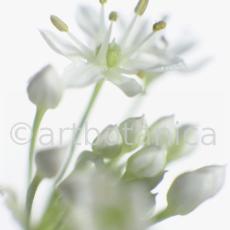 Knoblauch-Allium-sativum-1