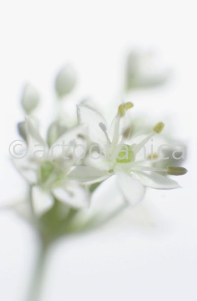 Knoblauch-Allium-sativum-13