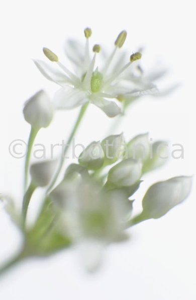 Knoblauch-Allium-sativum-1
