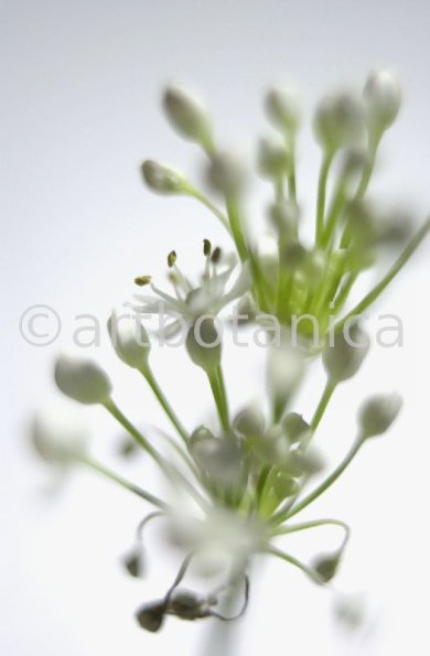 Knoblauch-Allium-sativum-10