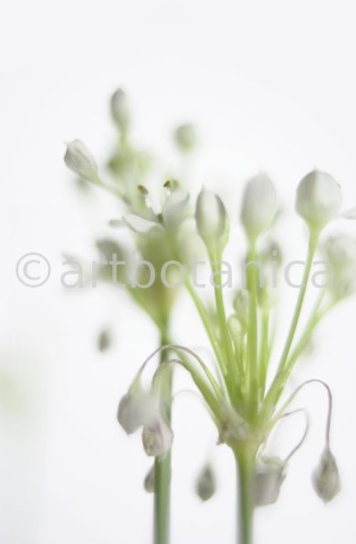 Knoblauch-Allium-sativum-12