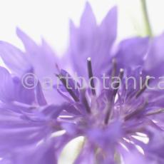 Kornblume-Centaurea-cyanus-17