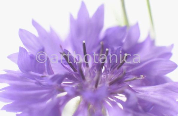 Kornblume-Centaurea-cyanus-17