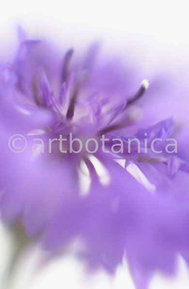 Kornblume-Centaurea-cyanus-13