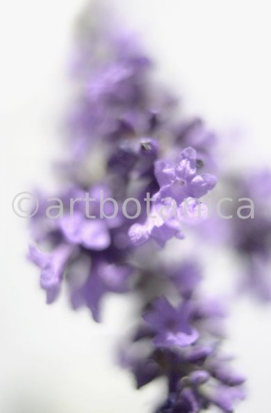 Lavendel-Lavendula-officinalis-12