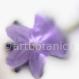 Lavendel-Lavendula augustifolia