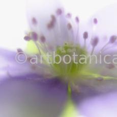 Leberblümchen-Hepatica-triloba-25