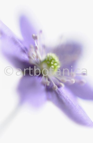 Leberblümchen-Hepatica-triloba-4