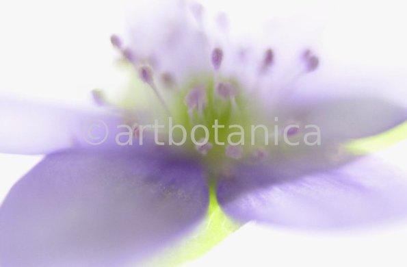 Leberblümchen-Hepatica-triloba-24