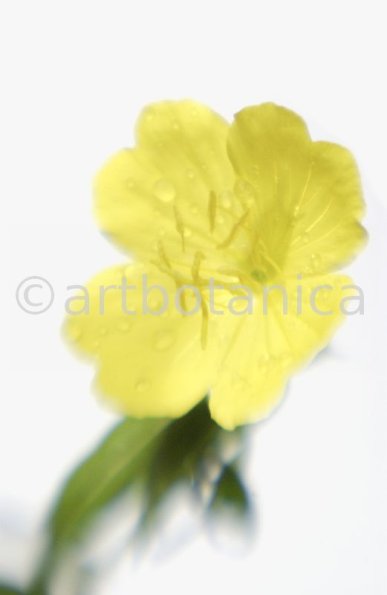 Nachtkerze-Oenothera-biennis-6