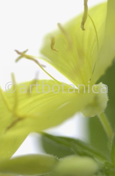 Nachtkerze-Oenothera-biennis-10