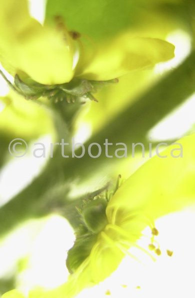 Odermenning-Agrimonia-eupatoria-11