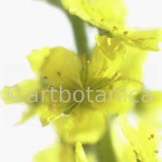 Odermenning-Agrimonia-eupatoria-5