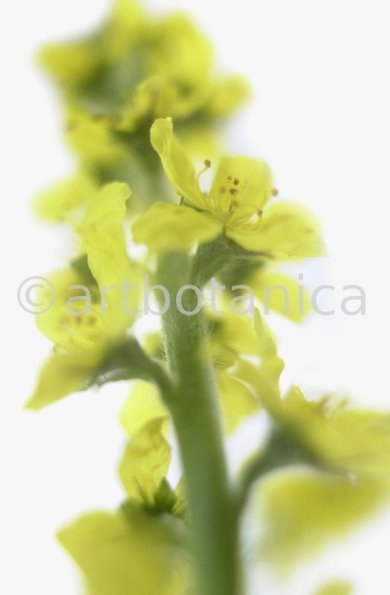 Odermenning-Agrimonia-eupatoria-15