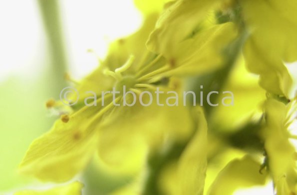 Odermenning-Agrimonia-eupatoria-14