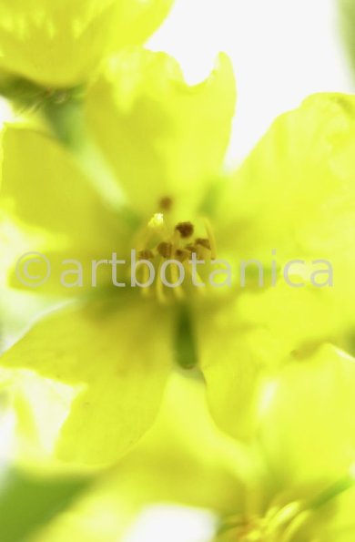Odermenning-Agrimonia-eupatoria-10