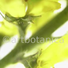 Odermenning-Agrimonia-eupatoria-11