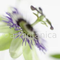 Passionsblume-Passiflora-incarnata-65