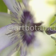 Passionsblume-Passiflora-incarnata-24