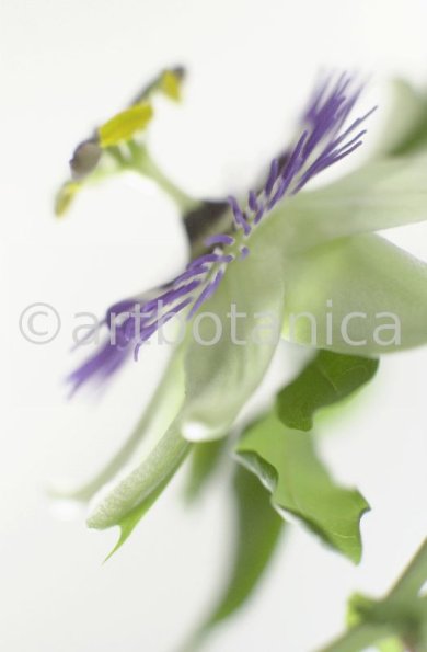 Passionsblume-Passiflora-incarnata-88