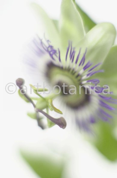 Passionsblume-Passiflora-incarnata-80