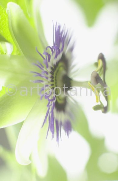 Passionsblume-Passiflora-incarnata-78