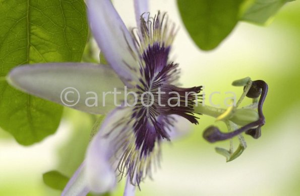 Passionsblume-Passiflora-incarnata-28