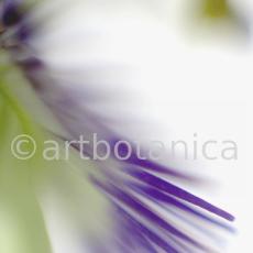 Passionsblume-Passiflora-incarnata-55