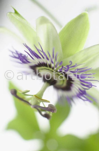 Passionsblume-Passiflora-incarnata-62