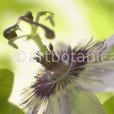 Passionsblume-Passiflora-incarnata-15