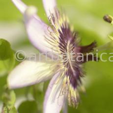 Passionsblume-Passiflora-incarnata-20